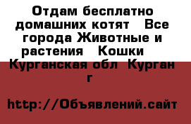 Отдам бесплатно домашних котят - Все города Животные и растения » Кошки   . Курганская обл.,Курган г.